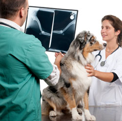 veterinary x-ray machines